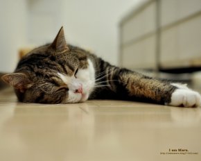 Кот Мару на полу