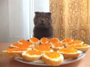 кот с бутрбродами