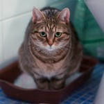 Понос у кошки: как и чем лечить