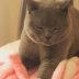Cats Are Funny