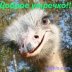 Very Funny Picture