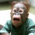 Nice Picture Of Animals