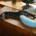 The Funniest Pricks About Animals