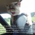 Funny Pictures Of Cats