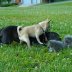 Funny Video Of Cats To Watch Free
