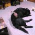 Funny Animal Video To Watch Online