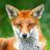 On-Line Watching Free Animal Injections