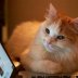 Watching Funny Videos