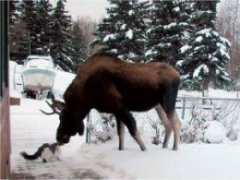 приколы про животных картинки фото видео