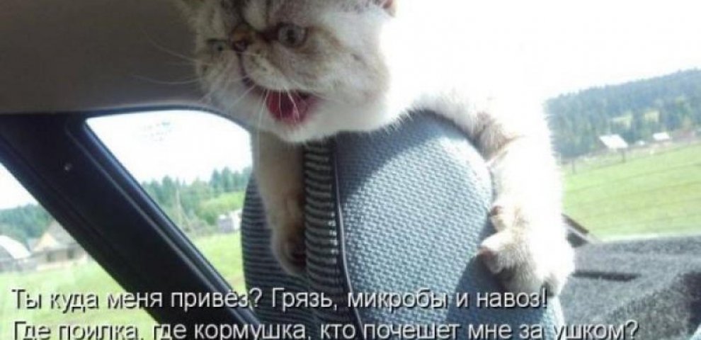 Funny pictures