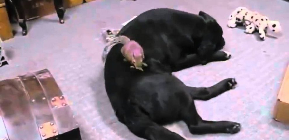 Funny videos