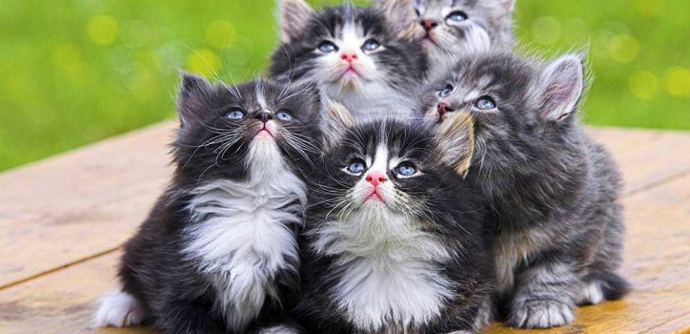 Funny videos
