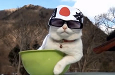 Смешное видео про кошек - часть 4 - смотреть онлайн