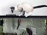 Смешное видео про кошек - часть 3 - смотреть онлайн