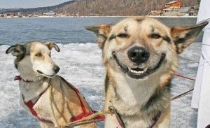собака умеет улыбаться