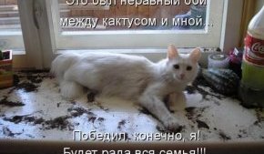 стих кот опрокинул кактус
