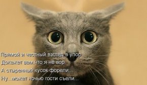 стих про взгяд в упор кота