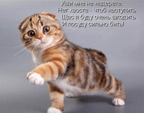 стих с котом без ушей и хвоста