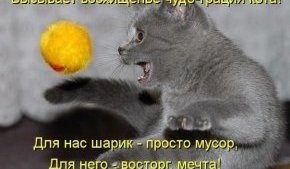 стишок чудо грация кота