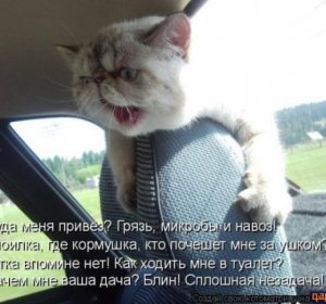 Funny Pictures Of Cats
