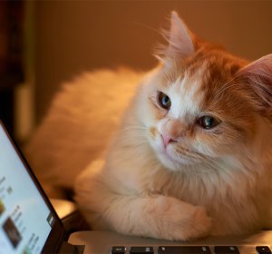 Watching Funny Videos