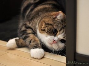 Японский кот Мару